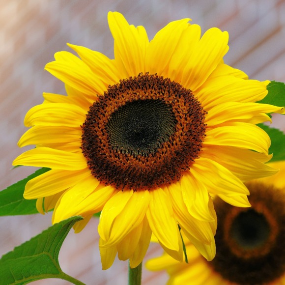 sunflower_09